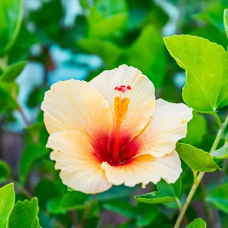 Cozy 2 Bedroom In Nueva Andalucia * Μαρμπέλλα